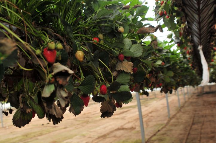 “Famalicão Bio Capital” vai promover a agricultura biológica