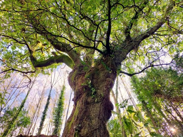 Votemos por el Carballo del Banquete de Conxo, el árbol finalista de la Eurorregión