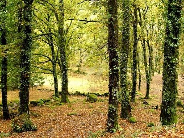 Viana do Castelo assinala Dia Mundial da Árvore com plantação de 3.500 árvores