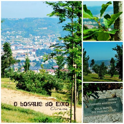 O bosque de Montealegre um ano despois